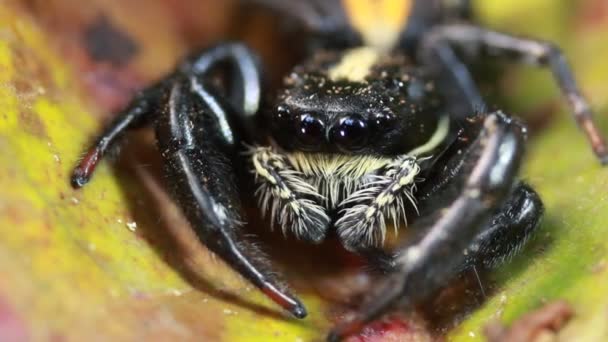 Skoki Pająk Rodzina Salticidae Wideo — Wideo stockowe