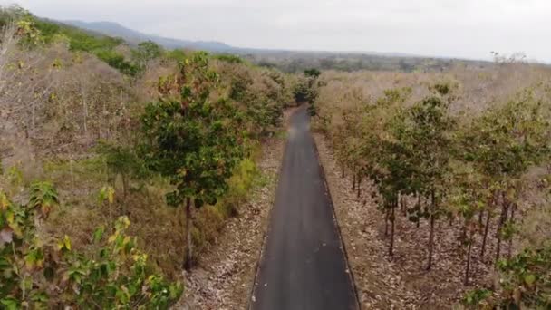 ビデオ 道路や木々の空中ビュー — ストック動画
