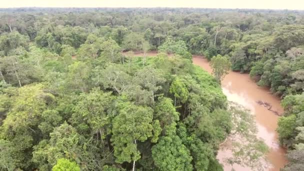 Видео Лесного Ландшафта Деревьями Тропические Леса Эквадорской Амазонии — стоковое видео