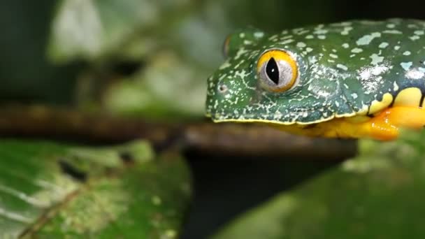 Video Amazon Leaf Frog Che Salta Dalla Pianta Cruziohyla Craspedopus — Video Stock