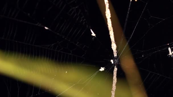 Ιστό Αράχνης Στο Υπόγειο Τροπικό Δάσος Στον Αμαζόνιο Του Εκουαδόρ — Αρχείο Βίντεο