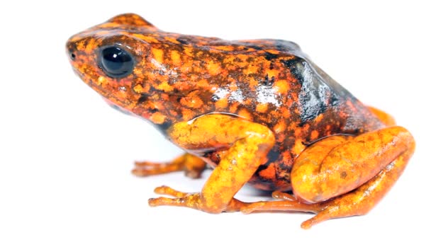 Wideo Harlequin Poison Frog Zachodni Ekwador Durango Żaba Pomarańczowa — Wideo stockowe