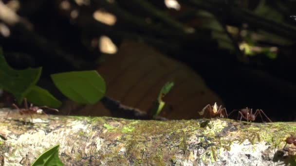 Video Cámara Lenta Hormigas Cortadoras Hojas Atta Portando Trozos Hojas — Vídeo de stock