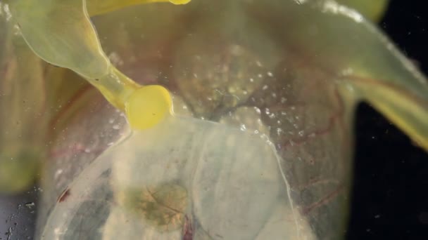 Video Genomskinlig Groda Andning Glasgroda Vitreorana Oyampiensis — Stockvideo