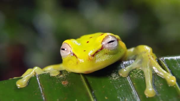 Videó Foltos Spotted Treefrog Hypsiboas Punctatus Trópusi Plátlevél Esőerdőben Ecuador — Stock videók