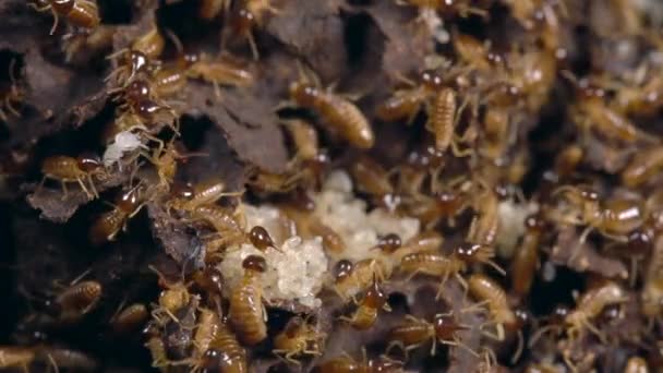 Видео Nasute Termites Defending Break Nest Tropical Rainforest Ecuador — стоковое видео