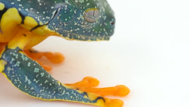 Amazon Leaf Frog Cruziohyla Craspedopus Повільне Відео Студійна Зйомка — стокове відео