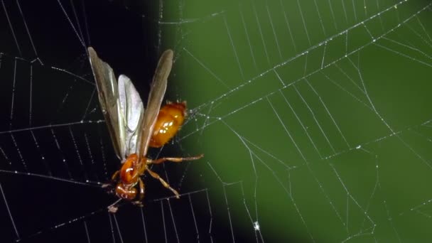 Vídeo Insectos Tropicales Trampa Telaraña Con Mosca — Vídeos de Stock