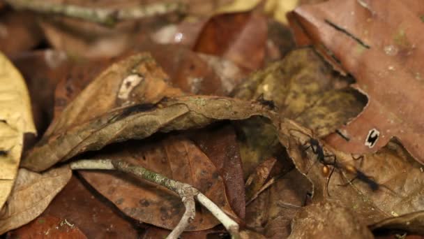 Video Van Mieren Die Langs Het Regenwoud Lopen Ecuadoriaanse Amazone — Stockvideo