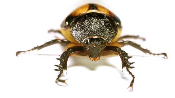 Coléoptère Doré Sur Fond Blanc Vidéo — Video