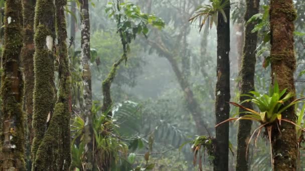 Pioggia Nella Foresta Tropicale Foglie Verdi Sulle Piante Video — Video Stock