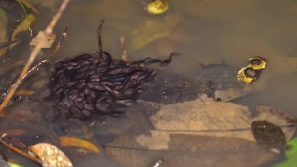 Kaulquappen Gruppieren Sich Teichwasser Video — Stockvideo