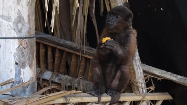 Pequeño Mono Naturaleza Vídeo Animales — Vídeos de Stock