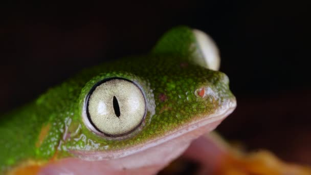 Video Rana Verde Agalychnis Hulliblinks Ojos Selva Ecuatoriana — Vídeos de Stock
