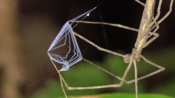 Vidéo Ogre Face Spider Deinopis Tenant Toile Prête Attraper Une — Video