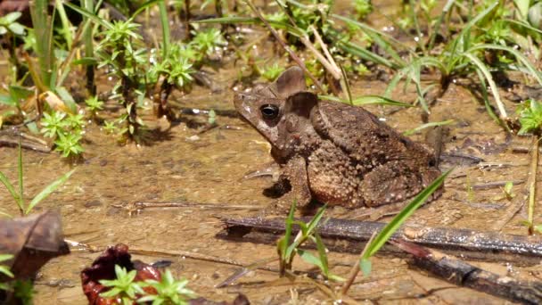 Slow Motion Video Van Het Springen Crested Forest Toad Rhinella — Stockvideo