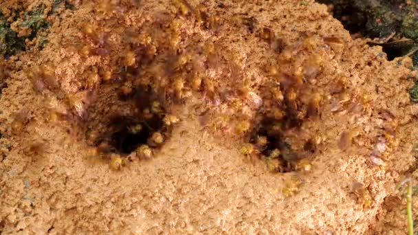 Video Meliponine Bees Entrance Nest Soil Ground — Stock video
