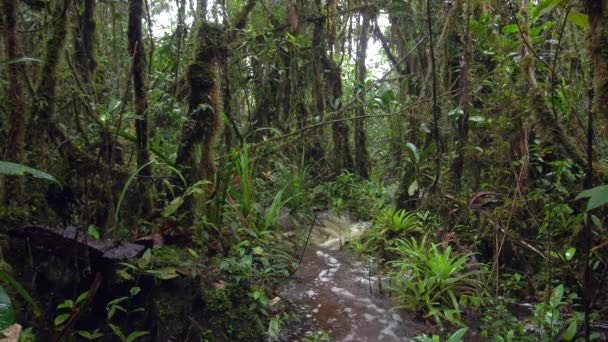 Rio Fluxo Água Floresta Tropical Selvagem Vídeo — Vídeo de Stock