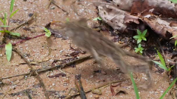 Video Rallentatore Salto Crested Forest Toad Rhinella Margaritifera Rana — Video Stock