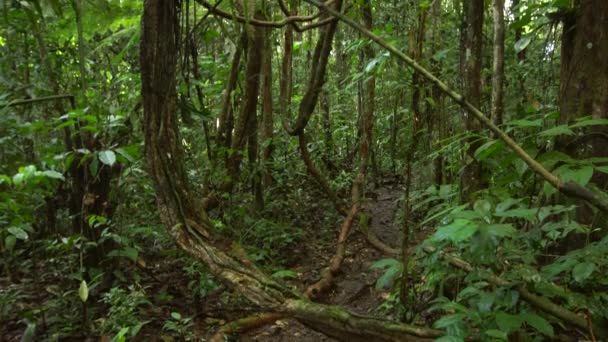 Deep Wild Tropical Forest Tree Trunks Branches Leaves Video — Stock Video