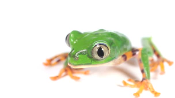 Kaplan Çizgili Yaprak Kurbağası Phyllomedusa Tomopterna Nın Beyaz Arka Planda — Stok video