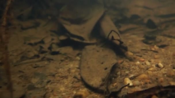 Vídeo Subaquático Peixe Água Amazônia Equatoriana — Vídeo de Stock