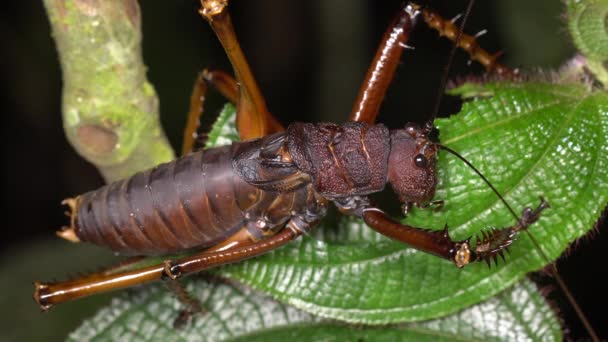 Video Large Bush Cricket Plant Leaf — Stock Video