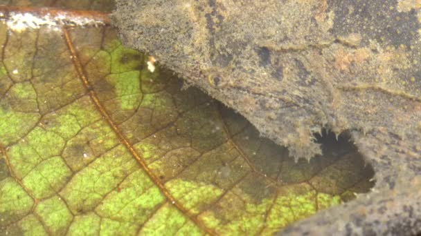 Zbliżenie Wideo Surinam Toad Żaba Skóra Pipa Pipa Wodzie Kamuflaż — Wideo stockowe