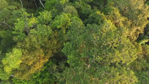 Vista Aérea Vídeo Drone Paisagem Florestal Com Árvores — Vídeo de Stock