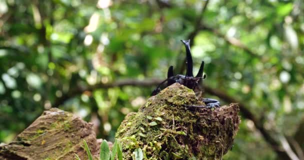 Video Elephant Beetle Megastoma Acaeton Trepando Tronco Del Árbol — Vídeos de Stock