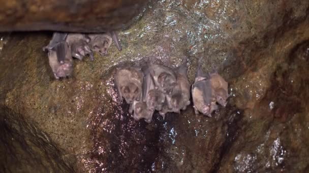 Video Grupo Murciélagos Descansando Una Cueva Muy Húmeda Selva Tropical — Vídeo de stock
