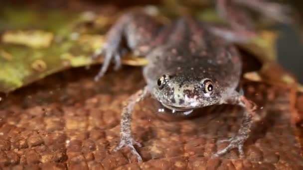 Vídeo Rana Animales Anfibios — Vídeos de Stock