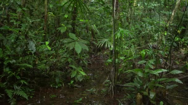 hluboký tropický les, kmeny stromů s větvemi a listy, video 