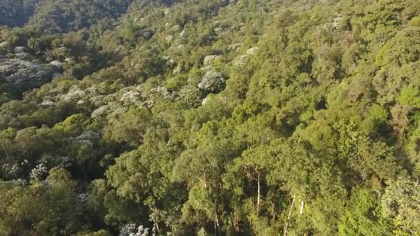 Drone Video Selva Tropical Árboles Con Hojas Verdes Flora Botánica — Vídeos de Stock