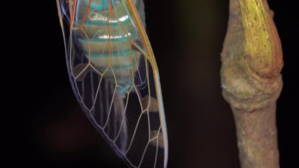 Makrovideo Einer Neu Aufgetauchten Zikade Die Aus Ihrer Larvenhaut Auftauchte — Stockvideo