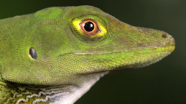 Vídeo Shaugnessey Anole Anolis Gemmosus Lizard Masculino Com Dewlap Oeste — Vídeo de Stock