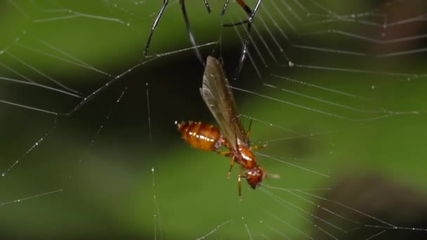 Video Tropiska Insekter Spindelnät Fälla Med Fluga — Stockvideo