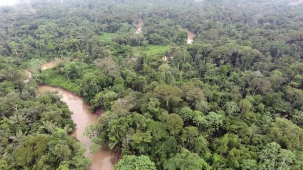 Aerial View Drone Video Rio Shiripuno River Flow Tropical Rainforest — Stock Video
