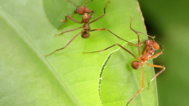 Close Macro Video Semut Daun Pemotong Flora Dan Serangga — Stok Video