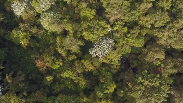 vidéo de drone d'arbres avec des feuilles vertes, flore et botanique 