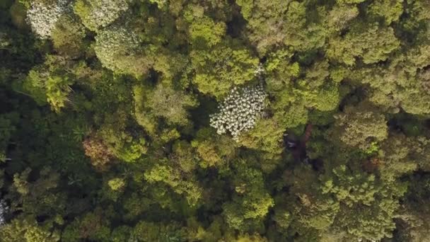 Dron Wideo Drzew Zielonymi Liśćmi Florą Botaniką — Wideo stockowe