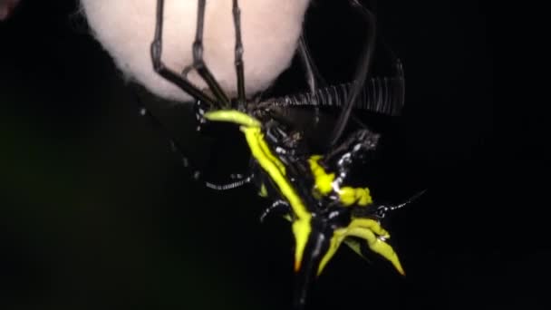 Video Spiny Orb Weaver Spider Micrathena Tkalcovské Hedvábné Hnízdo Ekvádorská — Stock video