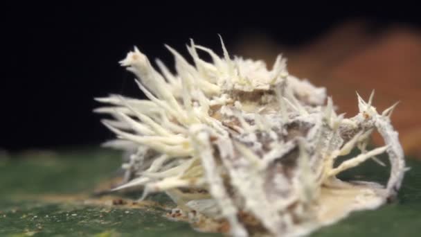 Video Hongo Cordyceps Infectando Una Mosca Selva Ecuador — Vídeo de stock