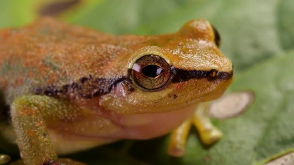 Video Von Frosch Der Grüne Wald Regenfrosch Pristimantis Omeviridis Ecuadorianischer — Stockvideo