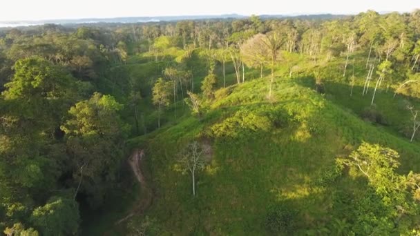Dron Volando Sobre Árboles Verdes Bosque Video — Vídeo de stock