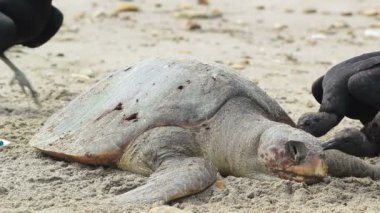 Ölü kaplumbağa, ölü hayvan yiyen kara akbabaların videosu. 