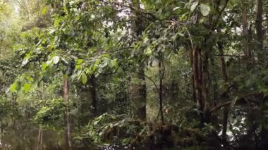 Orman ağaçları ve nehir akıntısı videosu, Ekvador Amazon yağmur ormanları