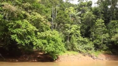 Tropikal ormanlardaki nehir videoları, ağaçlar ve gövdeler. 