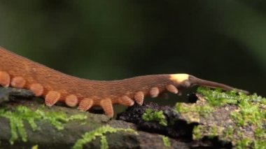 Peripatus kadife solucanının yağmur ormanlarındaki yosunlu bir kütükte süründüğü videoyu kapat, Ekvador