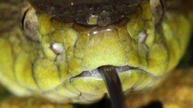 Yılan videosu, büyük yetişkin Fer de Lance, Bothrops atrox, yılan dili.